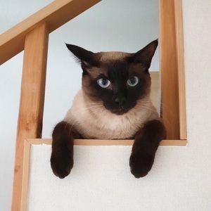 Meet your Posher, Shania